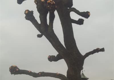 Boomverzorging Hoveniersbedrijf Robert Sterk (2)