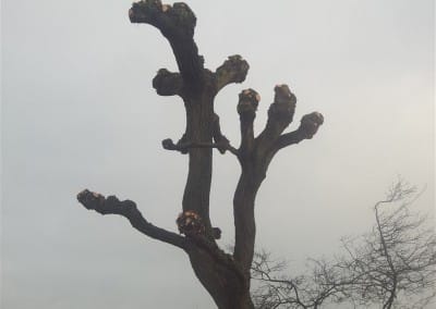 Boomverzorging Hoveniersbedrijf Robert Sterk (3)