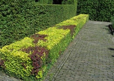 Hagen knippen tuinonderhoud Hoveniersbedrijf Robert Sterk Hilversum