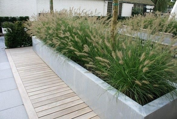 Panisetum in verhoogde bak - Verhoogde border