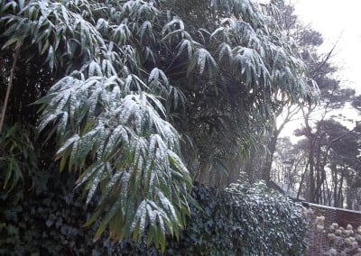 Winterbeeld Hoveniersbedrijf Robert Sterk Hilversum oa Tuinaanleg Tuinonderhoud Tuinontwerp 6