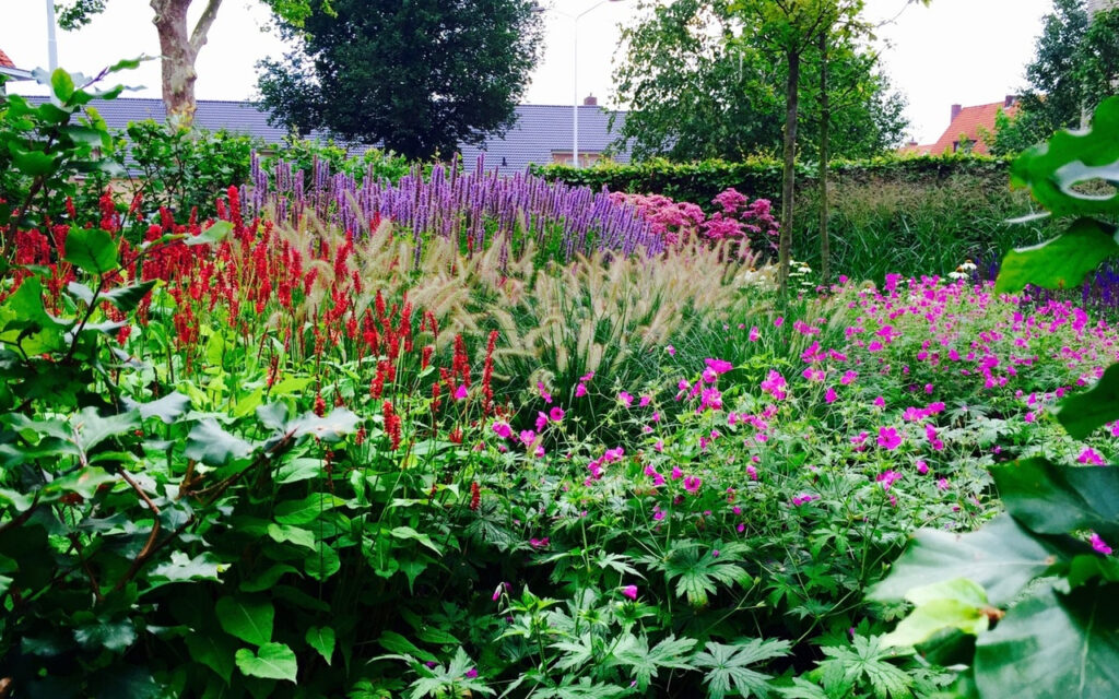 border kleur - Beplanting