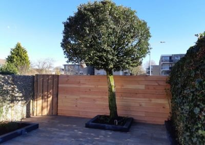 boomplanten (2) tuin aanleg Hilversum