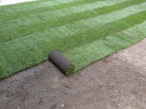 lawn planting buy turf