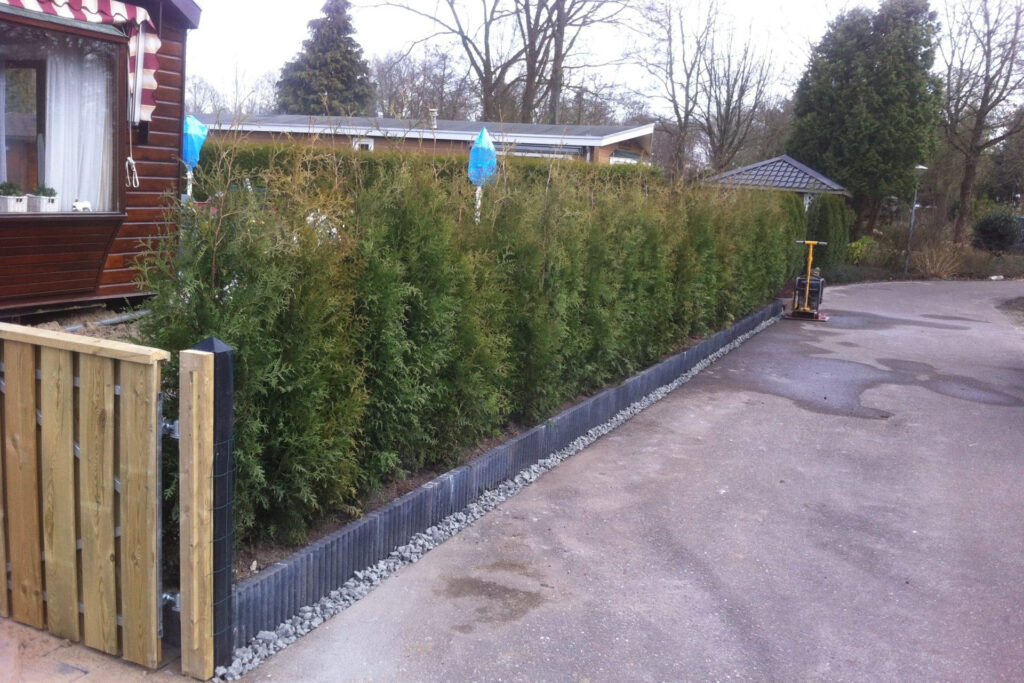 Coniferen haag - Haag