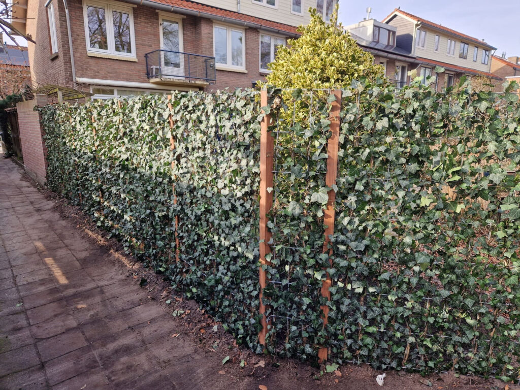 Haag Hoveniersbedrijf Robert Sterk Hilversum 4 - Haag