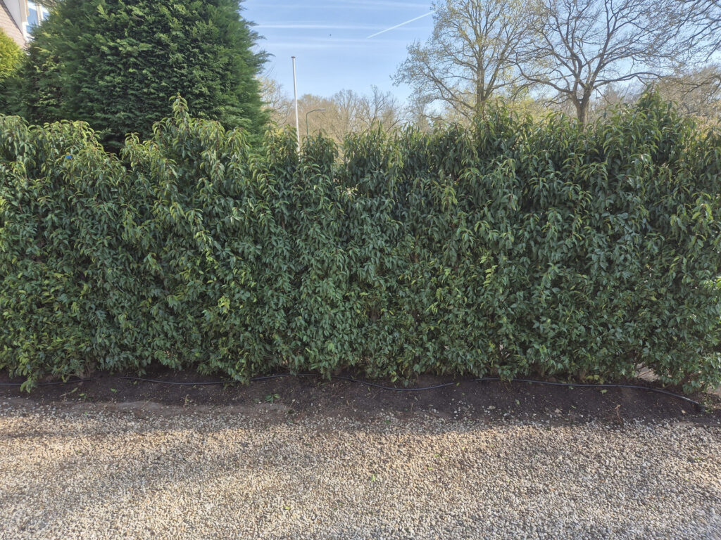 Haag Hoveniersbedrijf Robert Sterk Hilversum 5 - Haag