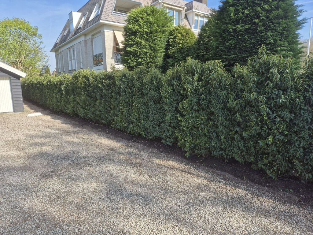 Haag Hoveniersbedrijf Robert Sterk Hilversum 6 - Haag