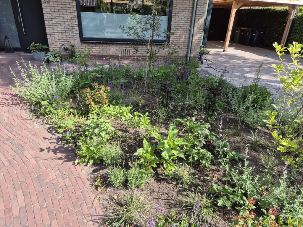 Planten 5 - Beplanting