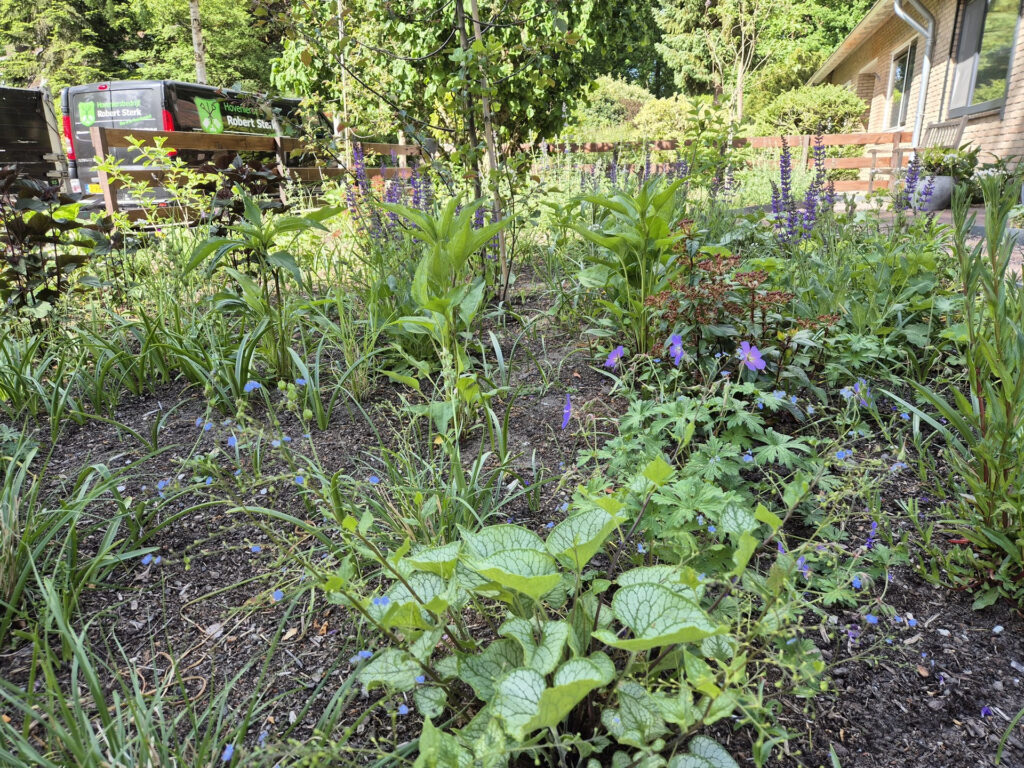 Planten 6 - Beplanting