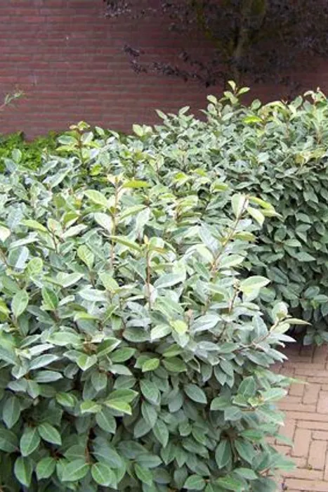 eleagnus haag - Haag