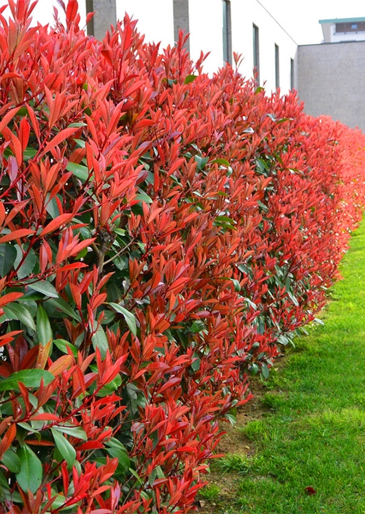 photinia haag - Haag