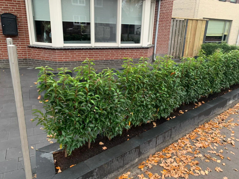 portugese laurierhaag - Haag